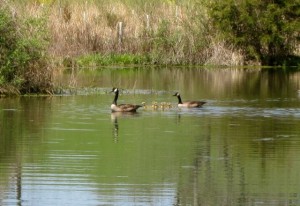 goslings on pond