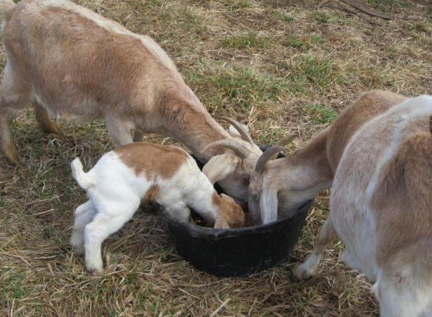 eating with big goats