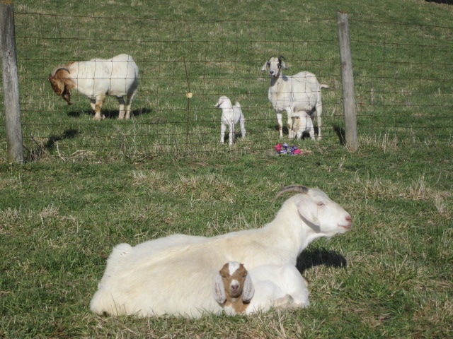goat family